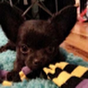 Meet your Posher, Kylie